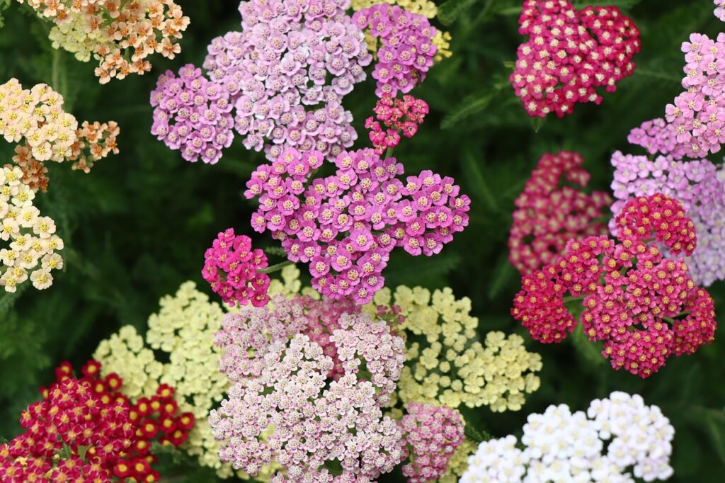 yarrow, flower, plants, pointed flower, coloured, flower background, multicoloured, nature, flower wallpaper, meadow, flower meadow, fragrant plant, medicinal plant, beautiful flowers, strauss, bunch of flowers, flora, colourful