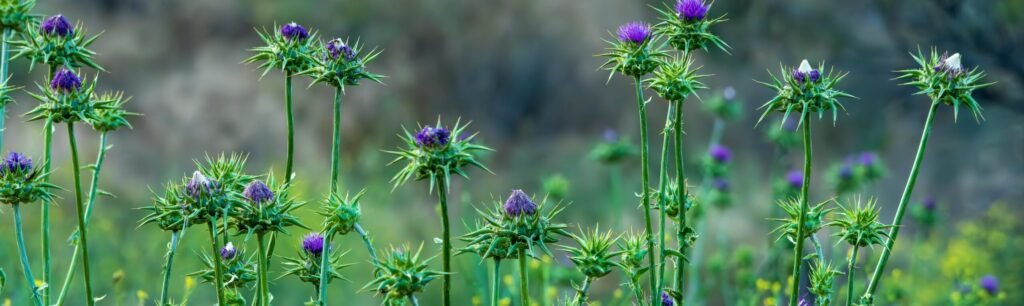 Close-up of milk thistle plants in a spring landscape, showcasing vibrant purple flowers.
